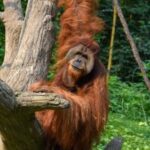 Feliz Dia Internacional del Orangutan Blog del Zoologico de