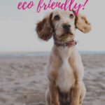 Consejos sencillos para un adiestramiento canino ecologico