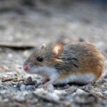 El raton pigmeo en peligro Blog de rescate de