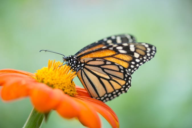Obtener proteccion para las monarcas bajo la Ley de Especies