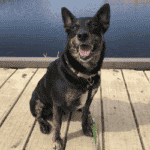 Seguridad en el agua para mascotas Twin Cities Pet