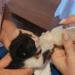ACTUAR Animal Care Thassos Gatito bebe