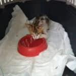 ACTUAR Animal Care Thassos Otro gato herido