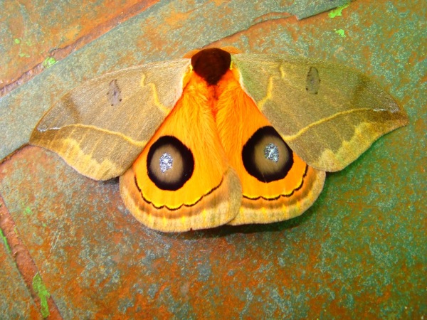 Los colores de algunas mariposas permiten confundirlas con su entorno.