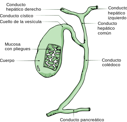 Estructura de la vesícula biliar