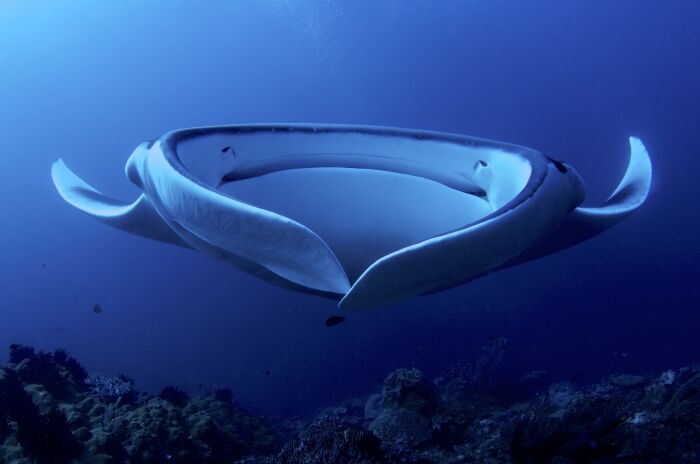 Plancton de filtro frontal de Manta Raya gigante (Manta birostris).  Con una envergadura de hasta 7 metros, nadan en fuertes corrientes moviendo las alas (aletas pectorales) con una elegancia increíble.