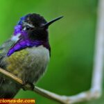 Colibri definicion de colibri