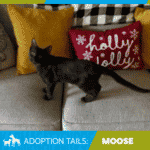 Moose ⋆ Karma Cat Zen Dog Rescue Society