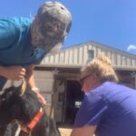 Payasadas de animales diversion con animales rescatados nueva veterinaria bienvenida