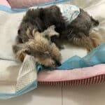 Rescate canino HOPE pancreatitis