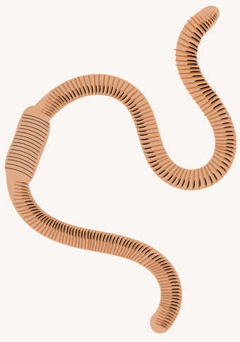 El gusano tiene un cuerpo segmentado.