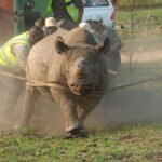 Lanzamiento de Black Rhino de Four Orphans Back into the