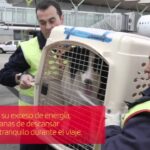 air europa mascotas mismo precio