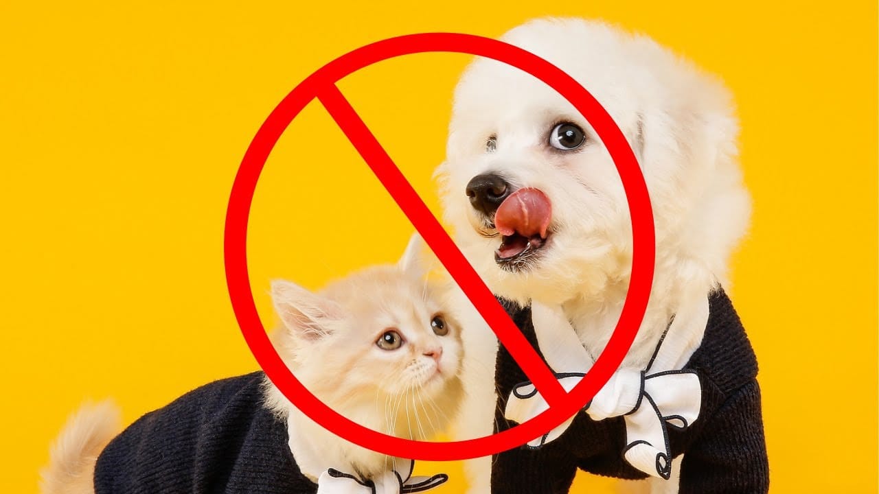 se puede prohibir mascotas en un