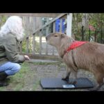 se puede tener un capibara de ma