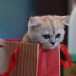 Nada de gatitos como regalo en Navidad