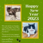 Feliz Ano Nuevo 2023 Lola la gata rescatada