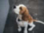 El rescate local salva a los beagles de las instalaciones