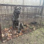 Houdini Old Bridge NJ Stray – Buddha Dog Rescue
