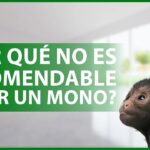 en espana se puede tener un mono