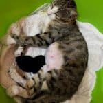 ACTO Animal Care Thassos Rescate de mama gata
