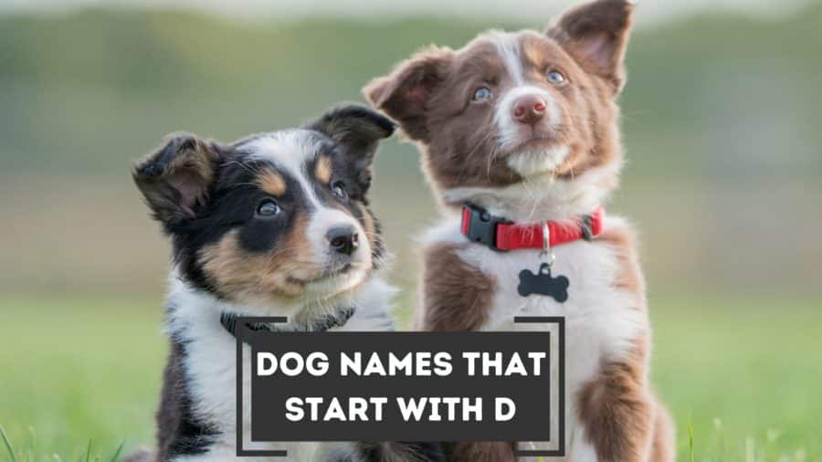 Nombres de perros que comienzan con D ¡con significados 2023