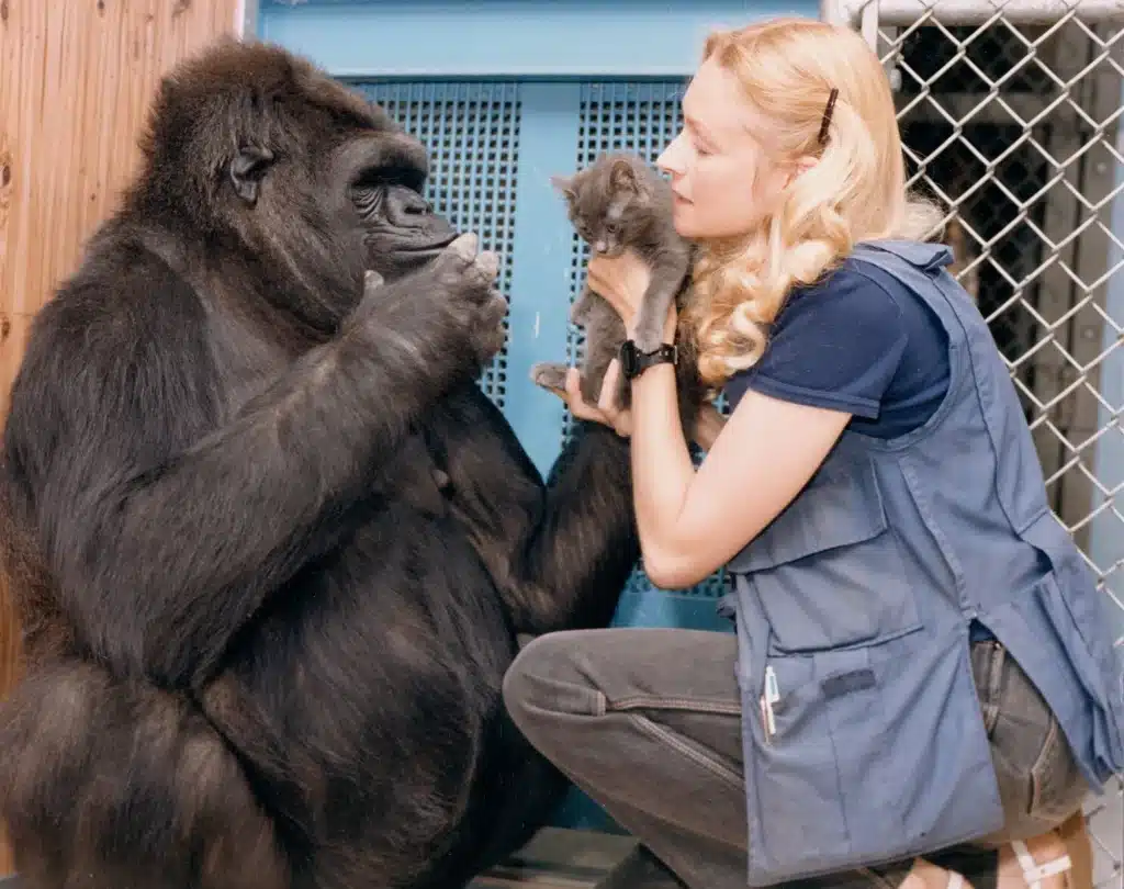 Pueden los gorilas ser buenas mascotas.webp